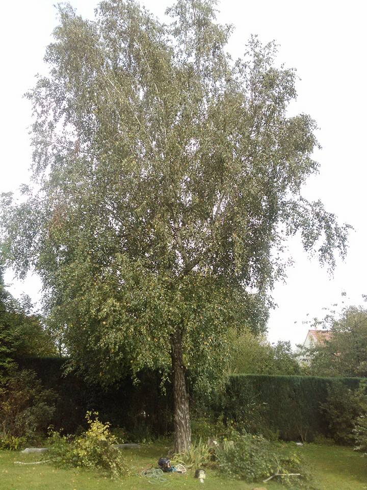 elagage abattage coulommiers